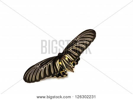 Butterflys Staff.