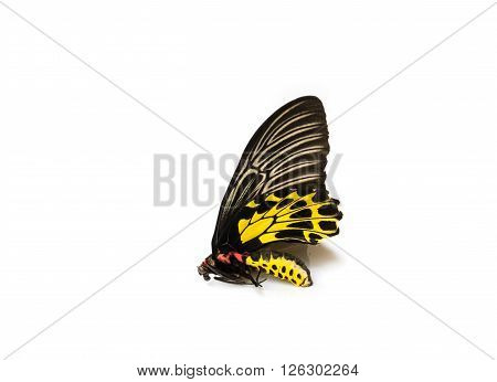 Butterflys Staff.