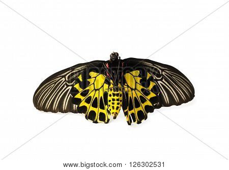 Butterflys Staff.