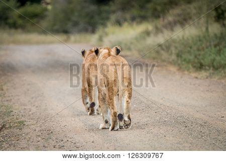 Two Lions Cubs Walking Away In The Kapama Game Reserve.
