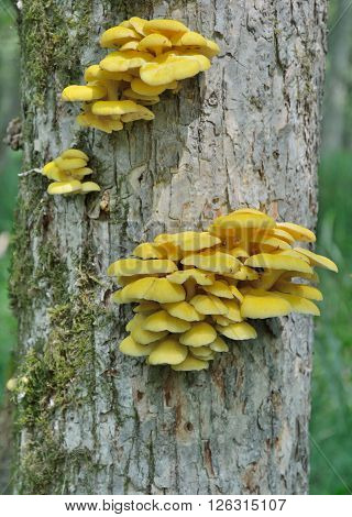 A close up of the edible mushrooms (Pleurotus citrinopileatus) on tree.