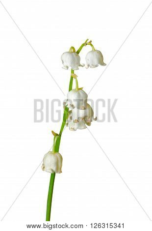 A close up of the lily-of-the-valley (Convallaria keiskei). Isolated on white.
