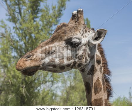 Head portrait of a young giraffe . Apri l, 2016