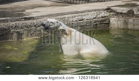Happy polar bear swims . Apri l, 2016