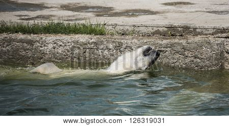 Happy polar bear swims . Apri l, 2016