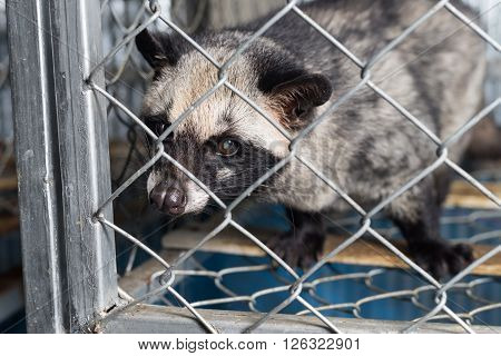 Coffee series : Asian palm civet in cage