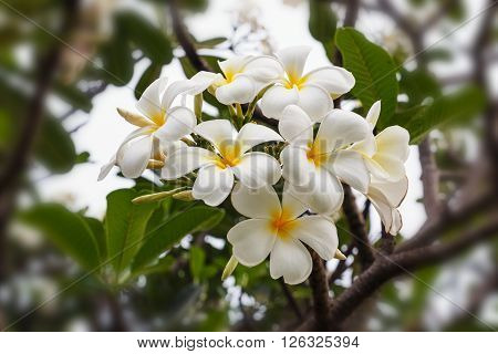 White plumeria on the plumeria tree in garden outdoor with beautiful