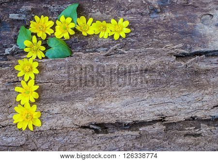 wood texture, yellow spring flowers, background, design.