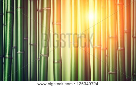 closeup of chinese green bamboo