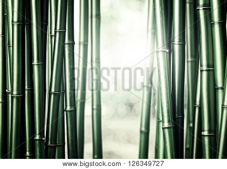 closeup of chinese green bamboo