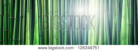 closeup of chinese green bamboo