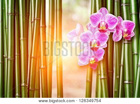closeup of chinese green bamboo