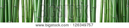 closeup of chinese green bamboo