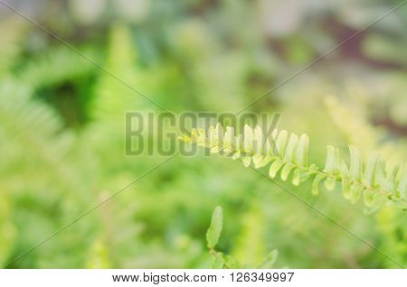 Closeup leaves of green fern with blur color filter Pteridophyta