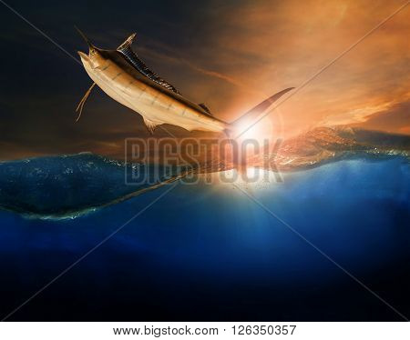 sailfish flying over blue sea ocean use for marine life and beautiful aquatic nature
