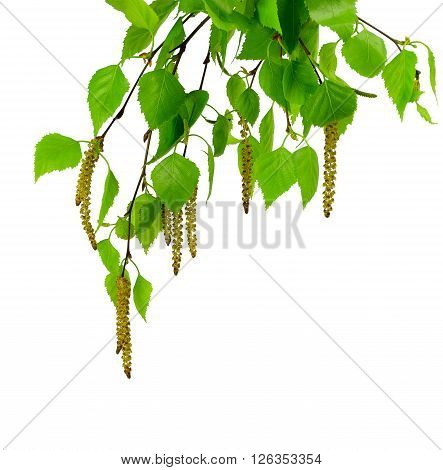 young branch of birch with buds and leaves isolated on a white background without shadow. Spring time. Spring blossoms tree birch with young green leaves.