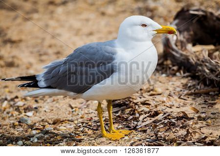A seagull standing on the beach between rocks