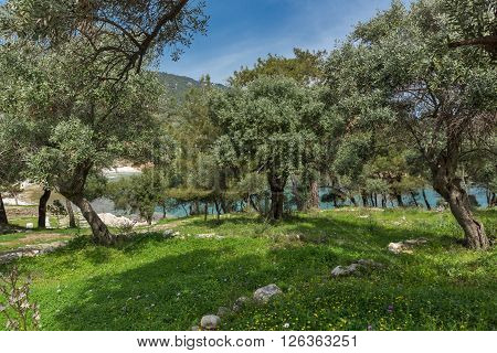 Olive trees in village of Aliki, Thassos island,  East Macedonia and Thrace, Greece