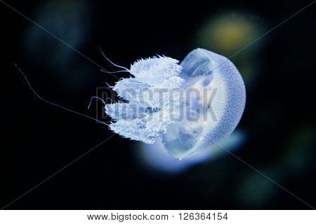 Barrel jellyfish (Rhizostoma pulmo) floating in deep sea