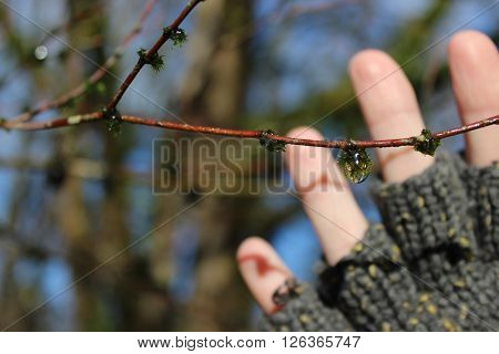 A person's mittened hand behind a dewy branch.
