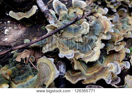 Turkey tail mushrooms growing on a log in the forest.