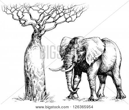 African elephant and baobab