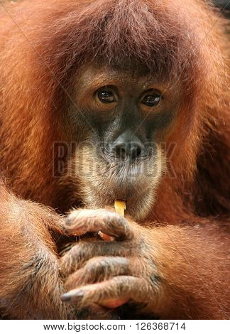 Monkey eating small pieces of fruit close up