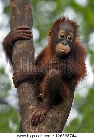Little baby orangutan climbing and playing at tree in forest