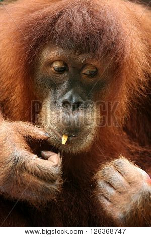 Orangutan eating small pieces of fruit close up