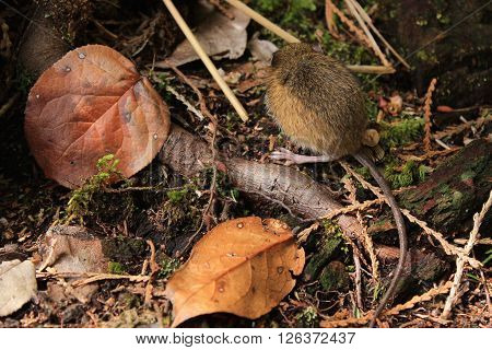 Mouse with leaves on the Forest floor.
