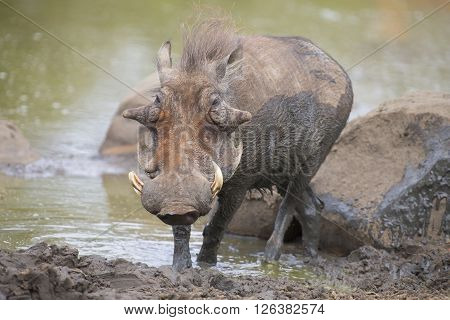 Lone warthog playing in wet mud to cool off