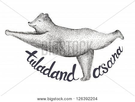 Vector illustration of fun a bear isolated on vintage background. Print posture of morning practice pranayama asana pose yoga spirit graphic character. Tuladandasana