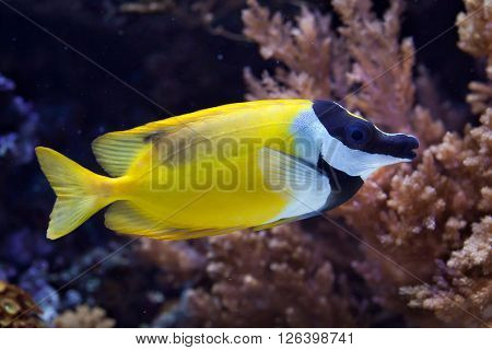 Foxface rabbitfish (Siganus vulpinus). Wild life animal. 