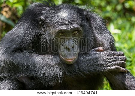 Close Up Portrait Adult Male Bonobos (pan Paniscus) On Green Natural Background.