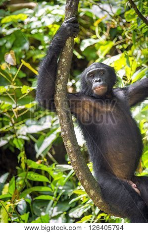 Bonobos (pan Paniscus) On A Tree Branch. Green Natural Jungle Background.