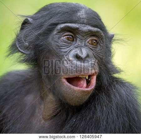The Close Up Portrait Of Bonobo (pan Paniscus) On The Green Natural Background.