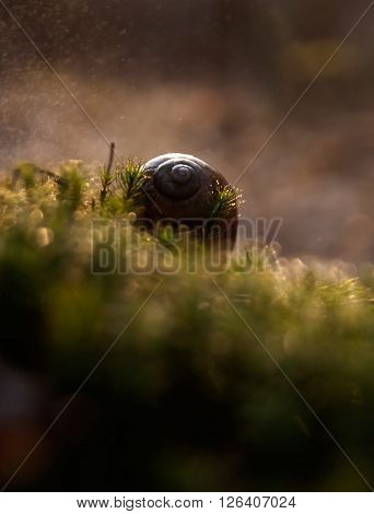 Empty Snail Shell Lying On Ground