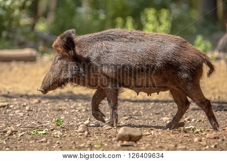 Female Wild Boar
