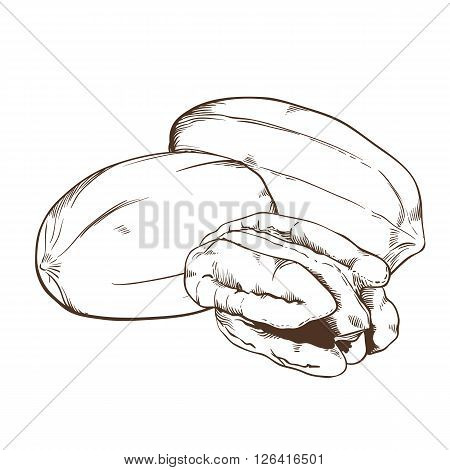 Pecan bitmap isolated on white background. Pecan seeds. Engraved bitmap illustration of Pecan. Pecan in vintage style.