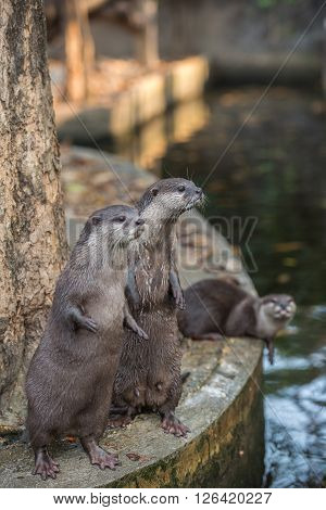 Group of brown asian small clawed otters