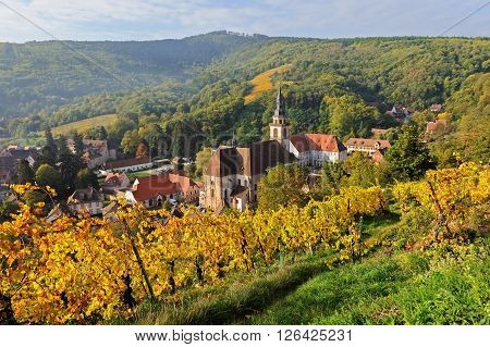 The yellow vines in the vicinity of Andlau in the fall, Alsace, France
