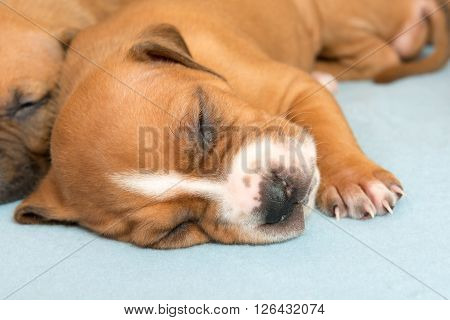 Picture of Cute amstaff puppy. One month old