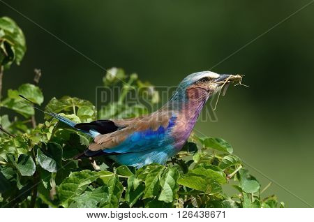 Lilac-breasted Roller (Coracias caudata) with catch 