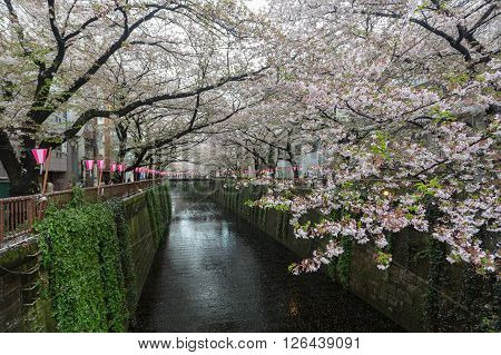 Tokyo Japan - April 7 2016: Nakameguro Canal this area is popular sakura spot in Tokyo with beautiful canal.