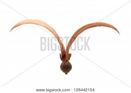 Dipterocarpus Alatus Seed