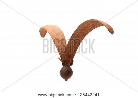 Dipterocarpus Alatus Seed