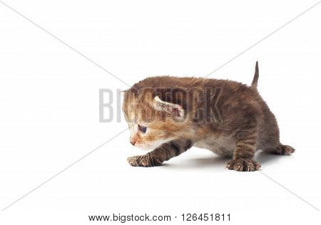 Cute grey striped kitten. Cute kitten 2 weeks old, creeping isolated at white background. Adorable pet. Small heartwarming kitten. Little cat. Closeup isolated. High key