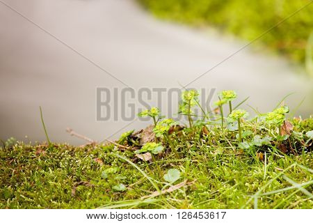 Short Stalks Of Flowers On Mossy Boulder At Mountaint Stream