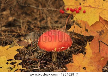 Death Cap Mushroom And Abscissed Leaves