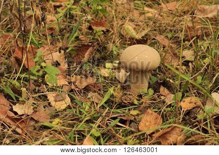 mushroom and abscissed leaves in autumn forest